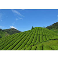 Malaysia Cameron Highlands Day Tour