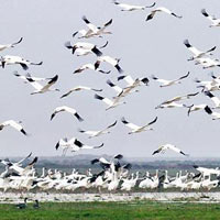 Bharatpur Bird Sanctuary with Fatehpur Sikri Tour Package 