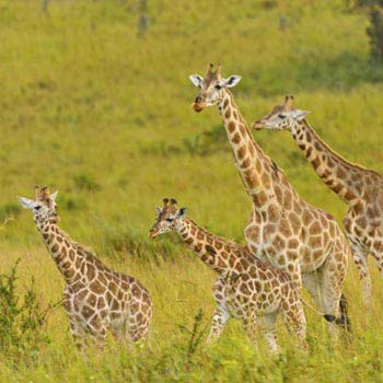 9 Days Uganda Big Game Safari in Uganda National Parks Tour