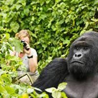 Gorilla Tracking, Wildlife & Chimpanzee Tour