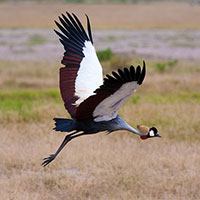 Kenya Birding Tour