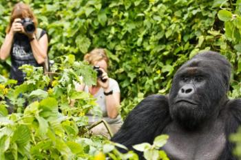 Gorilla Safari Uganda And Rwanda tour