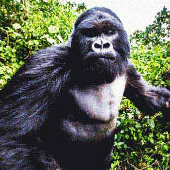 Chimpanzee and Gorilla Safari Tour