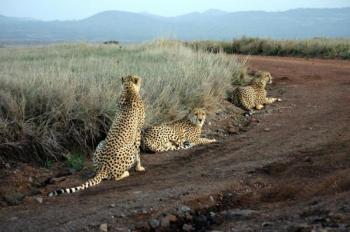 2 Days Tsavo East Tour & West Package