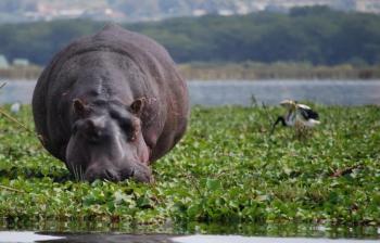 3 Days Nairobi – Lake Nakuru & Lake Naivasha Bird Watching Tour Package