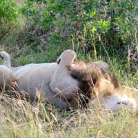 Kenya & Tanzania Safari Tour