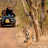 6 Jeep Safaris Tour