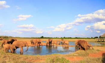 5Day Amboseli - Tsavo East - Tsavo West Safari Package From Nairobi