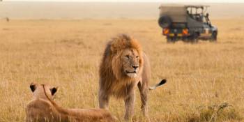 3-Day Exclusive Big Cats Safari In Maasai Mara Luxury Tour