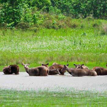 Short Escape to Sundarbans Tour