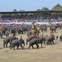 Elephant Roundup at Surin 2013