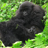 Gorilla Trekking Uganda Tour