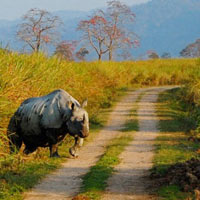Best of Wildlife Tour in Assam 7 N / 8D