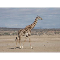 8 Days Best Of Kenya Adventure Safari