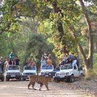 Bandhavgarh - Khajuraho - Bhedaghat - Kanha - Jabalpur Tour