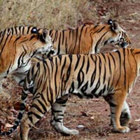 Madhya Pradesh Tiger Tour (6 Nights / 7 Days)