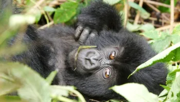 3 Days Rwanda Gorilla Safari
