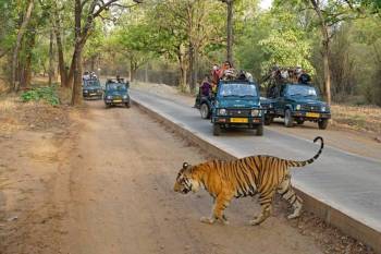 Tigers with Golden Triangle Tour