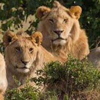 Short Escape to Gir Tour