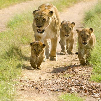 Wildlife and Heritage of Gujarat Tour