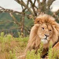 Wildlife Safari in Gujarat Tour