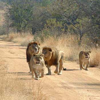 Gir Fun Tour