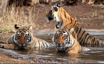 Rajasthan Wild Safari Tour