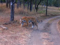 Pench and Kanha Package
