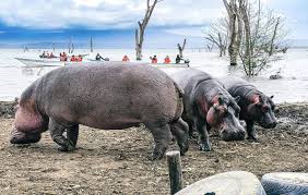 4-Day Masai Mara - Nakuru Private Tour(Mid -Range)