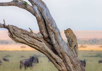 5 Days Kenyan Classic Safari: Naivasha & Masai Mara Wild Experience