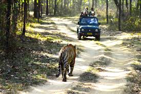 Madhya Pradesh Tiger Safari Tour