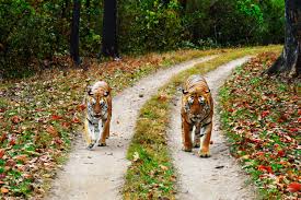 Madhya Pradesh Tiger Safari Tour 5 Days