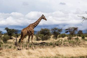 3 Days Samburu Safari from Nairobi.