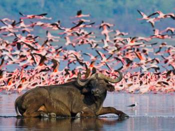 3 Days Lake Nakuru,Lake Naivasha & Lake Bogoria Safari