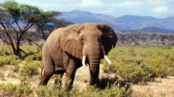 The Ultimate 4 Day Kenyan Safari Amboseli and Tsavo Parks