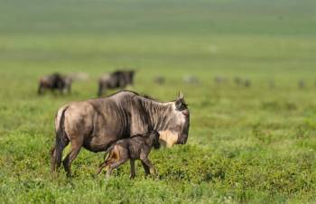 5 Days Amboseli, Nakuru & Masai Mara Safari Adventure in a 4x4 Jeep