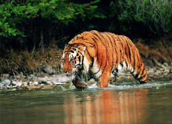 5 Nights - 6 Days Assam Wildlife Tour