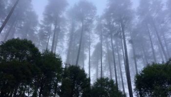 Mussoorie Dhanaulti Tour Packages