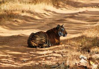 2 Nights 3 Days Tadoba National Park Safari
