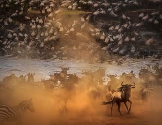 The Great Migration Safari