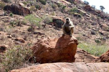 9 Days Taste Of Kenya Famous Parks Safari Tour