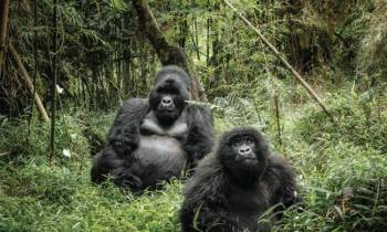 7 Days Uganda Gorilla And Chimpanzee Trekking Safari Tour
