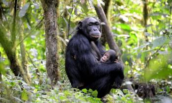 8 Days Uganda Luxury And Big Five Wildlife Safari Tour
