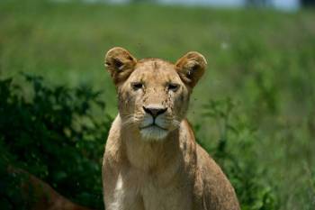 Ngorongoro Day Trip