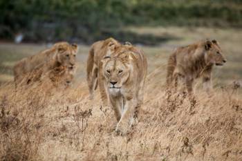 Tarangire - Ngorongoro 2 Day Private Safari Tour