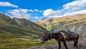 Valley Of Flowers - Hemkund Sahib Trek 6 Days Tour