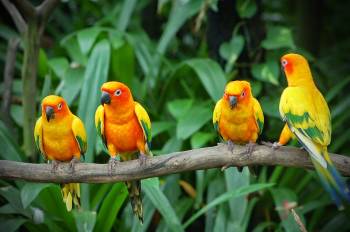 Karnala Bird Sanctuary Tour