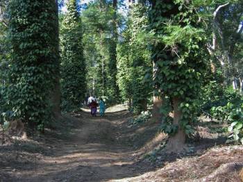 Banglore Mysore Ooty and Coorg Package