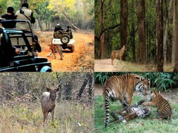 Footprints Of Tiger - Jungle Experience 4N 5D Tour