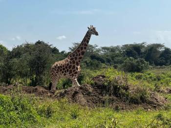 2 Nights 3 Days Maasai Mara Game Reserve